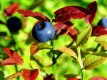 Brusnice borůvka (Vaccinium myrtillus L.) - pozdravy pozdního léta...